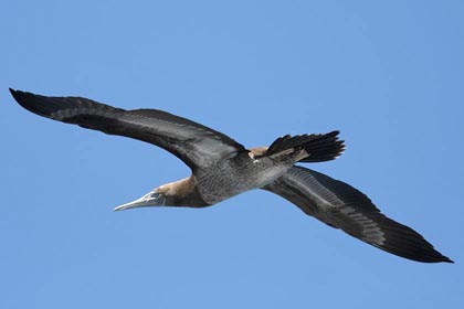 Brown Booby Image @ Kiwifoto.com