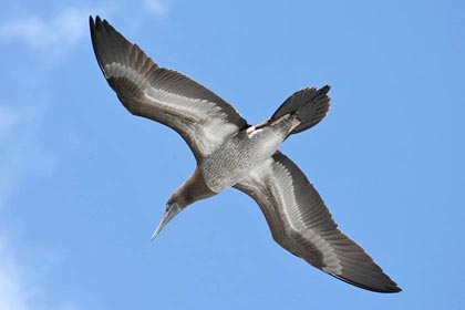 Brown Booby Image @ Kiwifoto.com