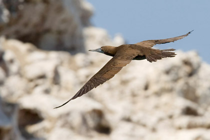 Brown Booby Image @ Kiwifoto.com