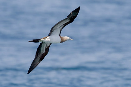 Brown Booby Image @ Kiwifoto.com