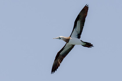 Brown Booby Photo @ Kiwifoto.com