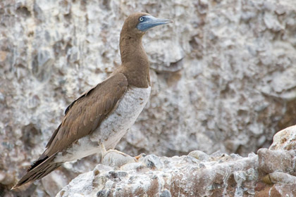 Brown Booby Image @ Kiwifoto.com