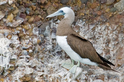 Brown Booby Image @ Kiwifoto.com