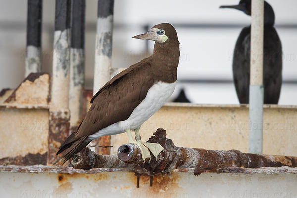 Brown Booby Picture @ Kiwifoto.com