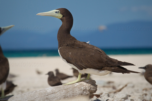 Brown Booby Image @ Kiwifoto.com