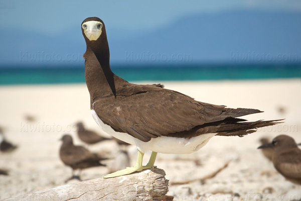 Brown Booby Image @ Kiwifoto.com
