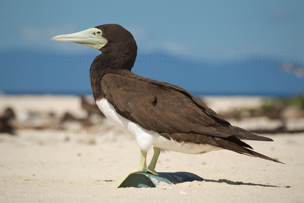 Brown Booby Image @ Kiwifoto.com