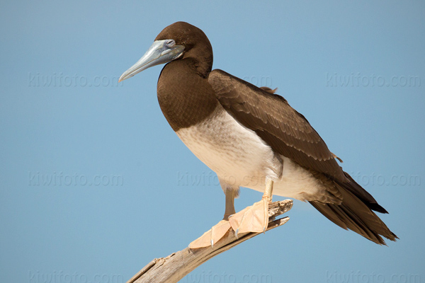 Brown Booby Picture @ Kiwifoto.com