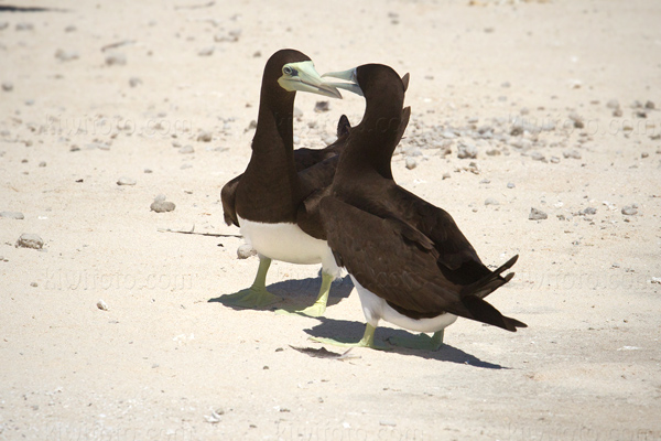 Brown Booby Picture @ Kiwifoto.com
