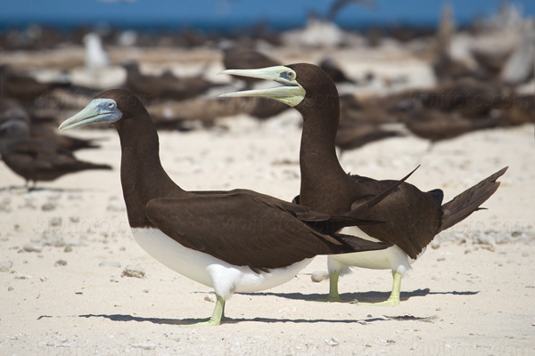 Brown Booby Image @ Kiwifoto.com