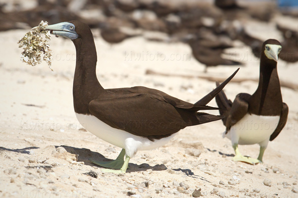 Brown Booby Image @ Kiwifoto.com