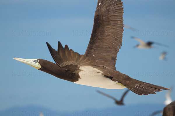 Brown Booby Image @ Kiwifoto.com