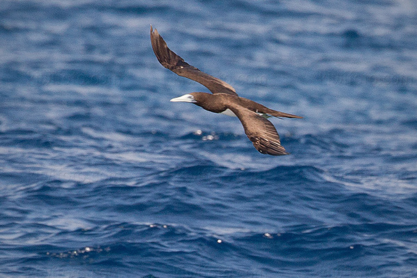 Brown Booby Picture @ Kiwifoto.com