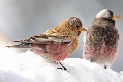 Brown-capped Rosy-Finch Image @ Kiwifoto.com