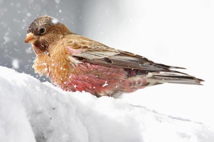 Brown-capped Rosy-Finch Photo @ Kiwifoto.com