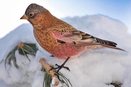 Brown-capped Rosy-Finch Photo @ Kiwifoto.com