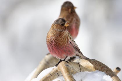 Brown-capped Rosy-Finch Picture @ Kiwifoto.com