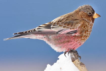 Brown-capped Rosy-Finch Photo @ Kiwifoto.com