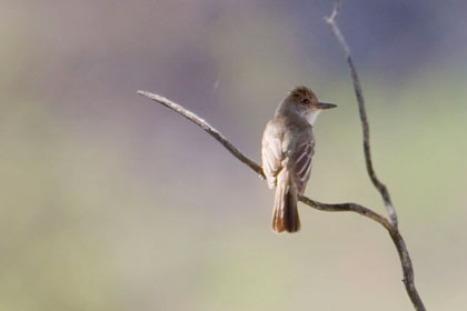 Brown-crested Flycatcher Picture @ Kiwifoto.com