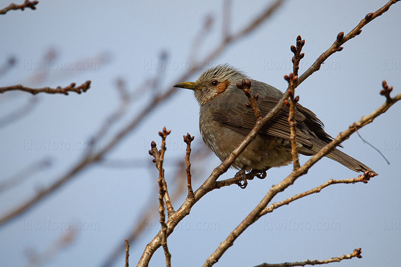 Brown-eared Bulbul Picture @ Kiwifoto.com
