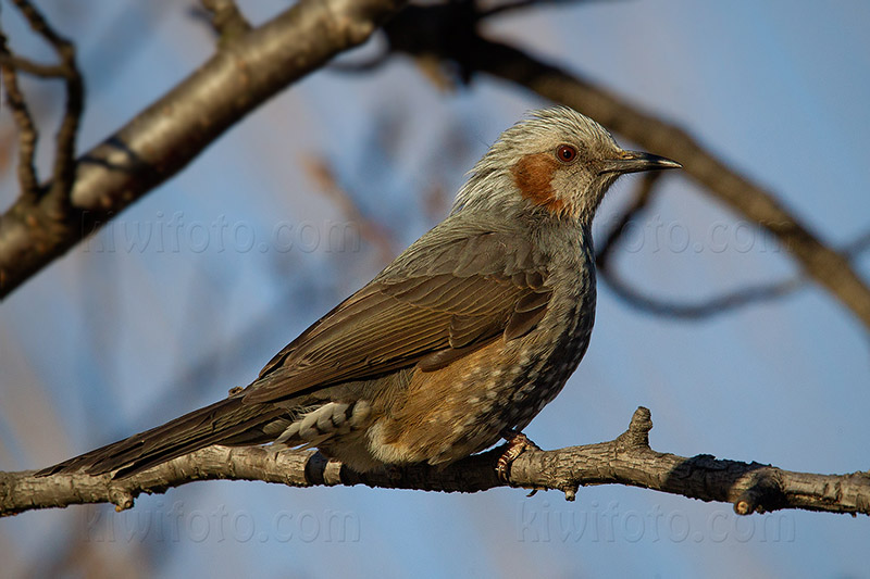 Brown-eared Bulbul Image @ Kiwifoto.com
