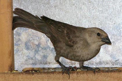 Brown-headed Cowbird Image @ Kiwifoto.com