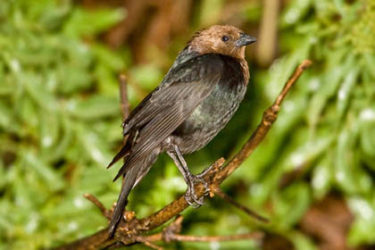 Brown-headed Cowbird Image @ Kiwifoto.com