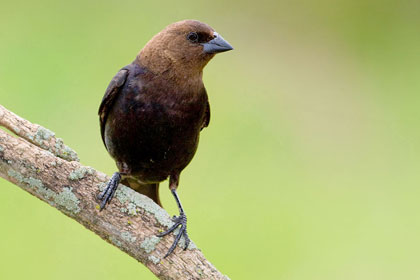 Brown-headed Cowbird Image @ Kiwifoto.com