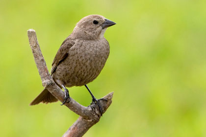 Brown-headed Cowbird Image @ Kiwifoto.com