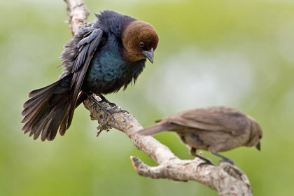 Brown-headed Cowbird Image @ Kiwifoto.com