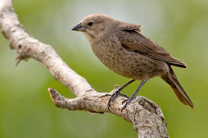 Brown-headed Cowbird Photo @ Kiwifoto.com