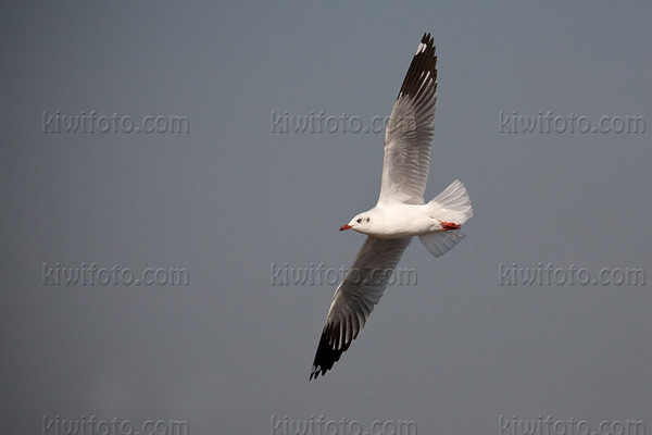 Brown-headed Gull Image @ Kiwifoto.com