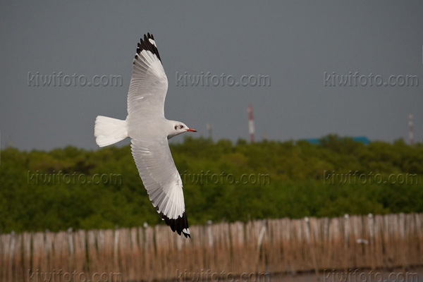 Brown-headed Gull Photo @ Kiwifoto.com