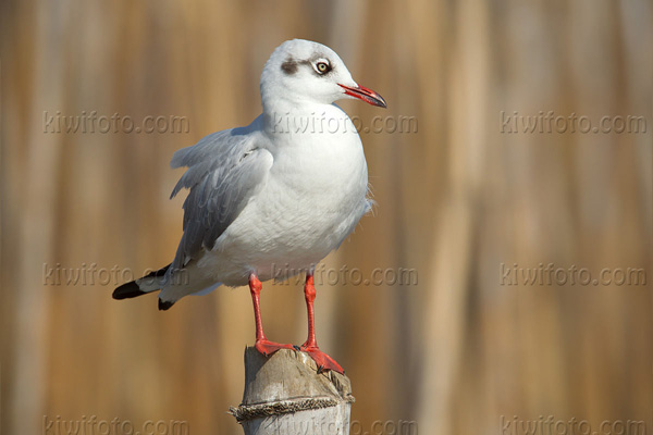 Brown-headed Gull Picture @ Kiwifoto.com