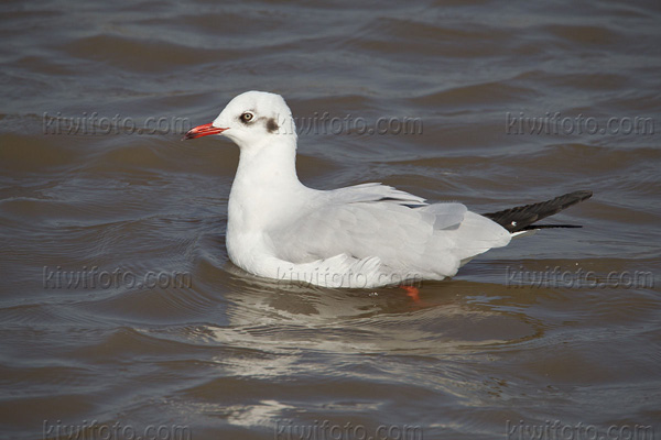 Brown-headed Gull Photo @ Kiwifoto.com