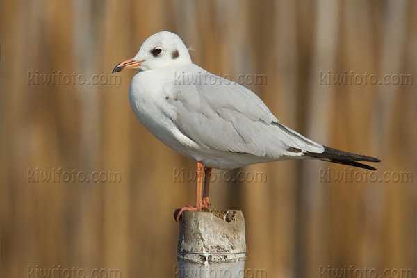 Brown-headed Gull Photo @ Kiwifoto.com