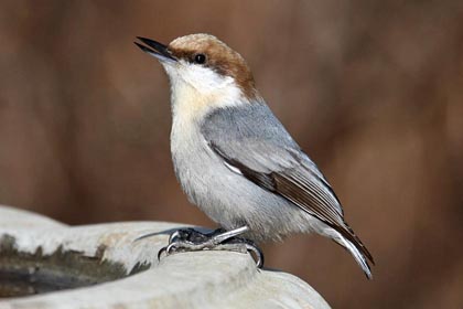 Brown-headed Nuthatch Image @ Kiwifoto.com