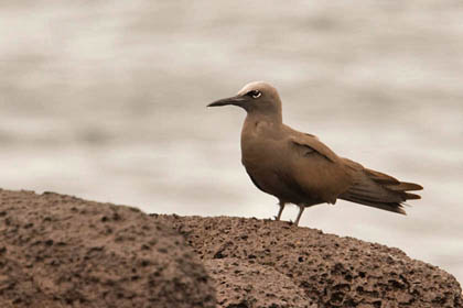 Brown Noddy Photo @ Kiwifoto.com