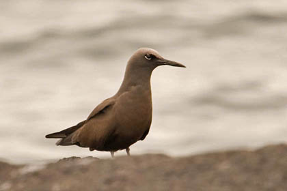 Brown Noddy Picture @ Kiwifoto.com