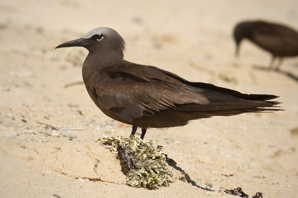 Brown Noddy Photo @ Kiwifoto.com