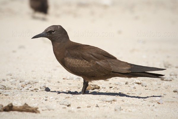 Brown Noddy Picture @ Kiwifoto.com