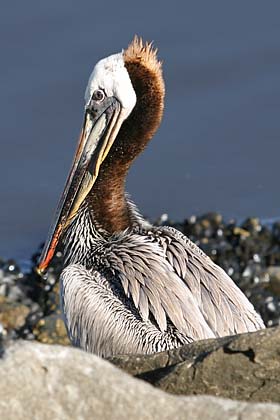 Brown Pelican Image @ Kiwifoto.com