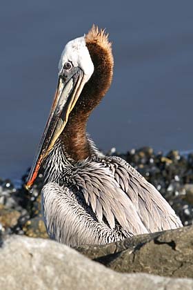 Brown Pelican Picture @ Kiwifoto.com