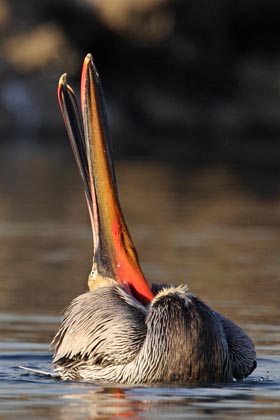 Brown Pelican Image @ Kiwifoto.com