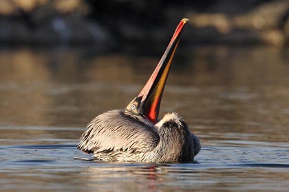 Brown Pelican Picture @ Kiwifoto.com