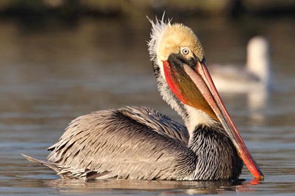 Brown Pelican Photo @ Kiwifoto.com
