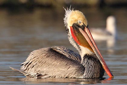 Brown Pelican Picture @ Kiwifoto.com