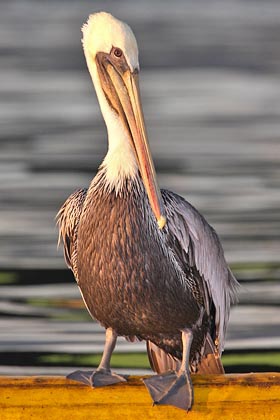 Brown Pelican Image @ Kiwifoto.com