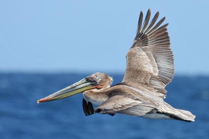 Brown Pelican Image @ Kiwifoto.com