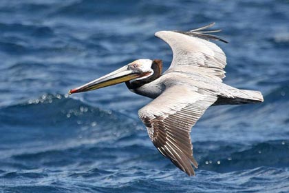 Brown Pelican Image @ Kiwifoto.com